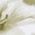 Color Swatch - Floral