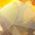 Color Swatch - Yellow