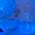 Color Swatch - Blue