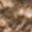 Color Swatch - Brown