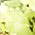 Color Swatch - Green
