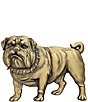 Cesoli Bulldog Collegiate Belt Buckle - Image 2