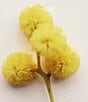 Chloe Atelier des Fleurs Herba Mimosa Eau de Parfum - Image 3