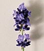 Chloe Atelier des Fleurs Lavanda Eau de Parfum - Image 2