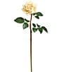 Mark Roberts Prize Rose, Boxed Set of 12, Color:Yellow - Image 2