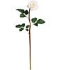 Mark Roberts Tea Rose, Boxed Set of 12, Color:White - Image 1