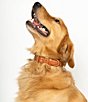 Color:Caramel - Image 5 - Vegan Croco Leather Dog Collar