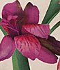Color:Light Pink - Image 4 - Merielo Florist Knit Crew Neck Short Sleeves Top