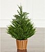 Trimsetter 2-ft. Pre-Lit Cypress Tree In Basket - Image 1