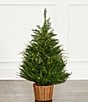 Trimsetter 3-ft. Pre-Lit Cypress Tree in Basket - Image 1
