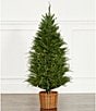 Trimsetter 4-ft. Pre-Lit Cypress Tree In Basket - Image 1