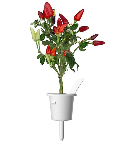 Click and Grow Chili Pepper Plant Pods, 9-Pack