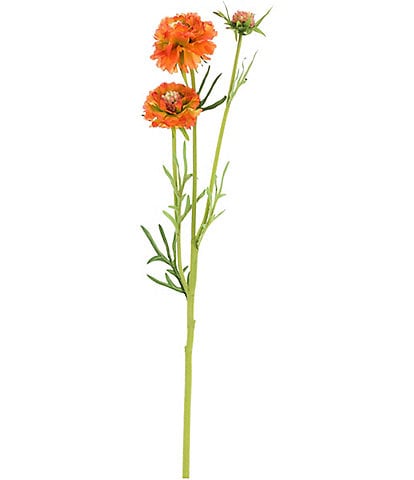 Mark Roberts Chervil, Boxed Set of 12