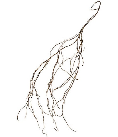 Mark Roberts Dried 4.5 ft. Vine, Set of 6