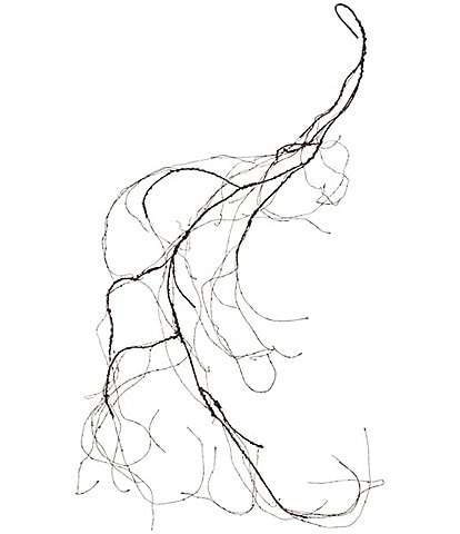 Mark Roberts Dried 5.3 ft. Vine, Set of 6