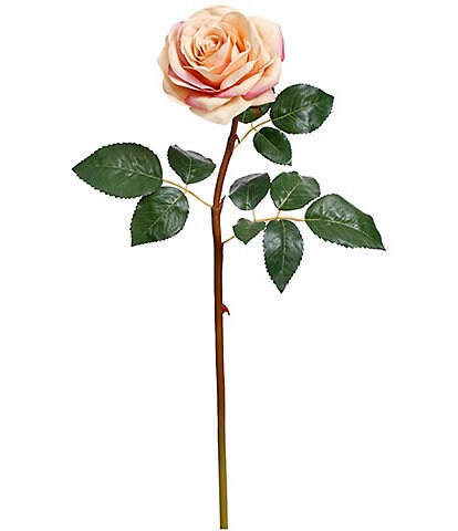 Mark Roberts Prize Rose, Boxed Set of 12