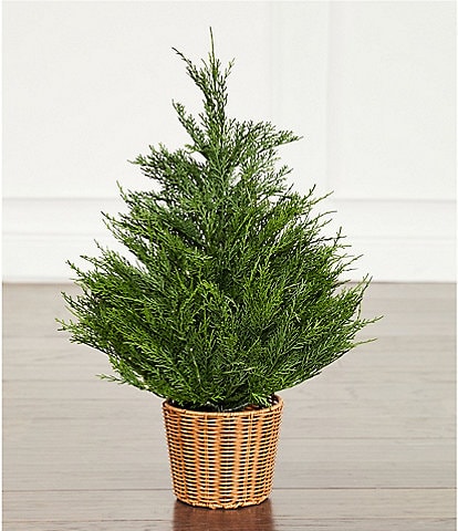 Trimsetter 2-ft. Pre-Lit Cypress Tree In Basket