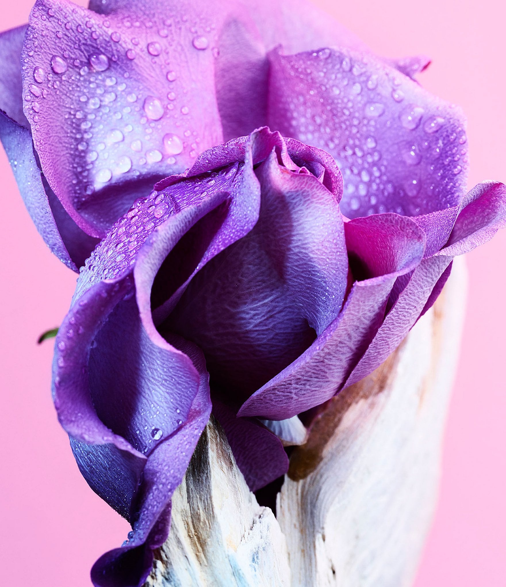 Bvlgari Allegra Ma'Magnifica Eau de Parfum