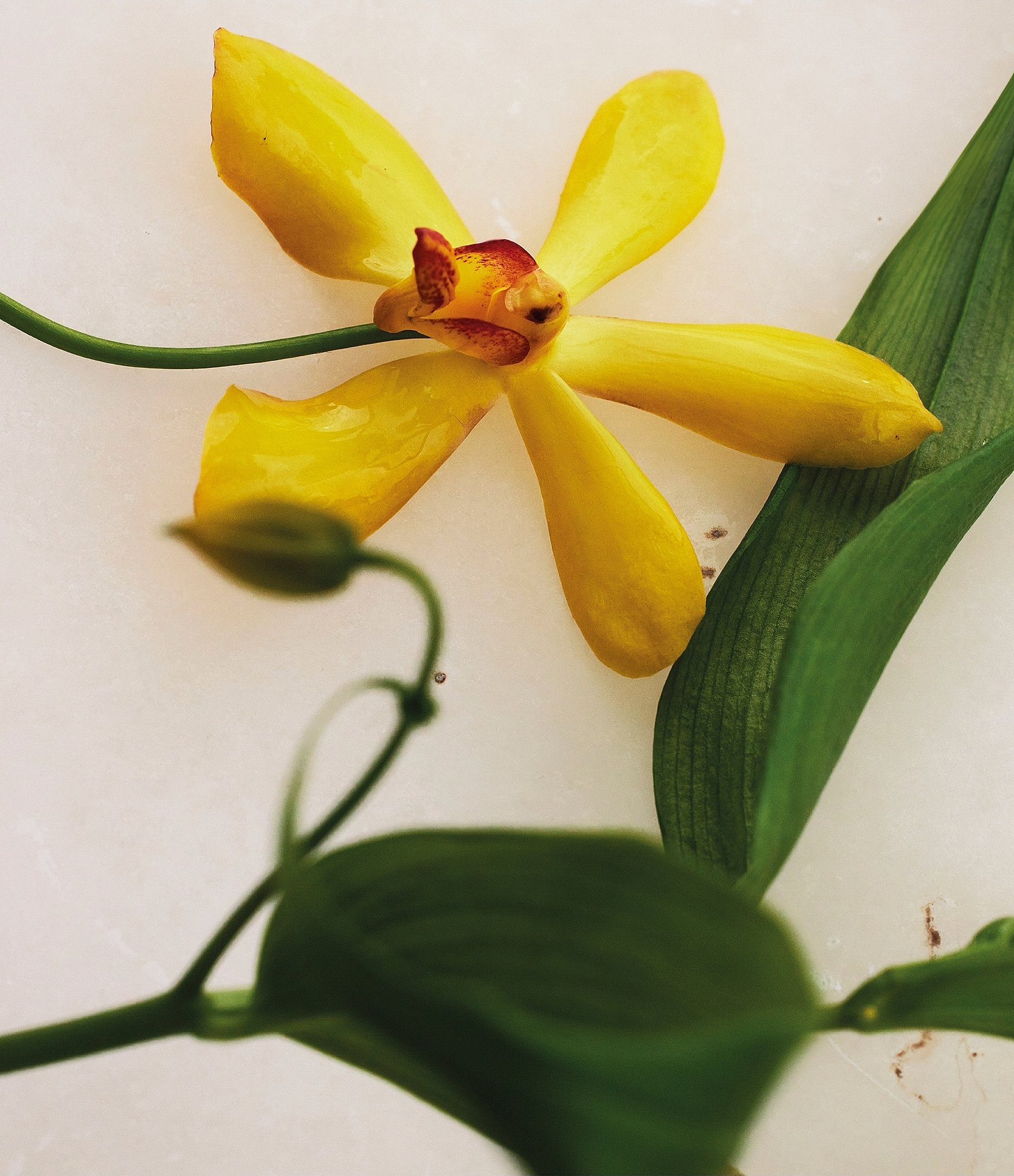 Chloe Atelier des Fleurs Vanilla Planifolia Eau de Parfum