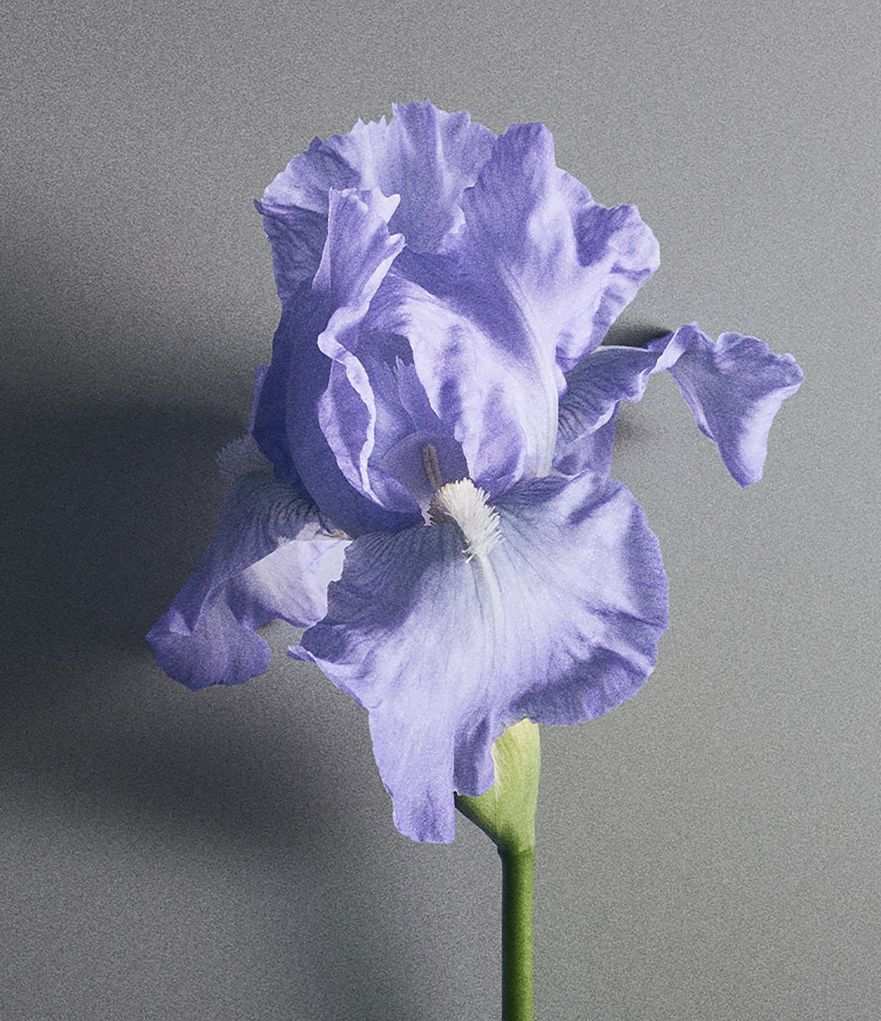 CREED Iris Debonair Eau de Parfum