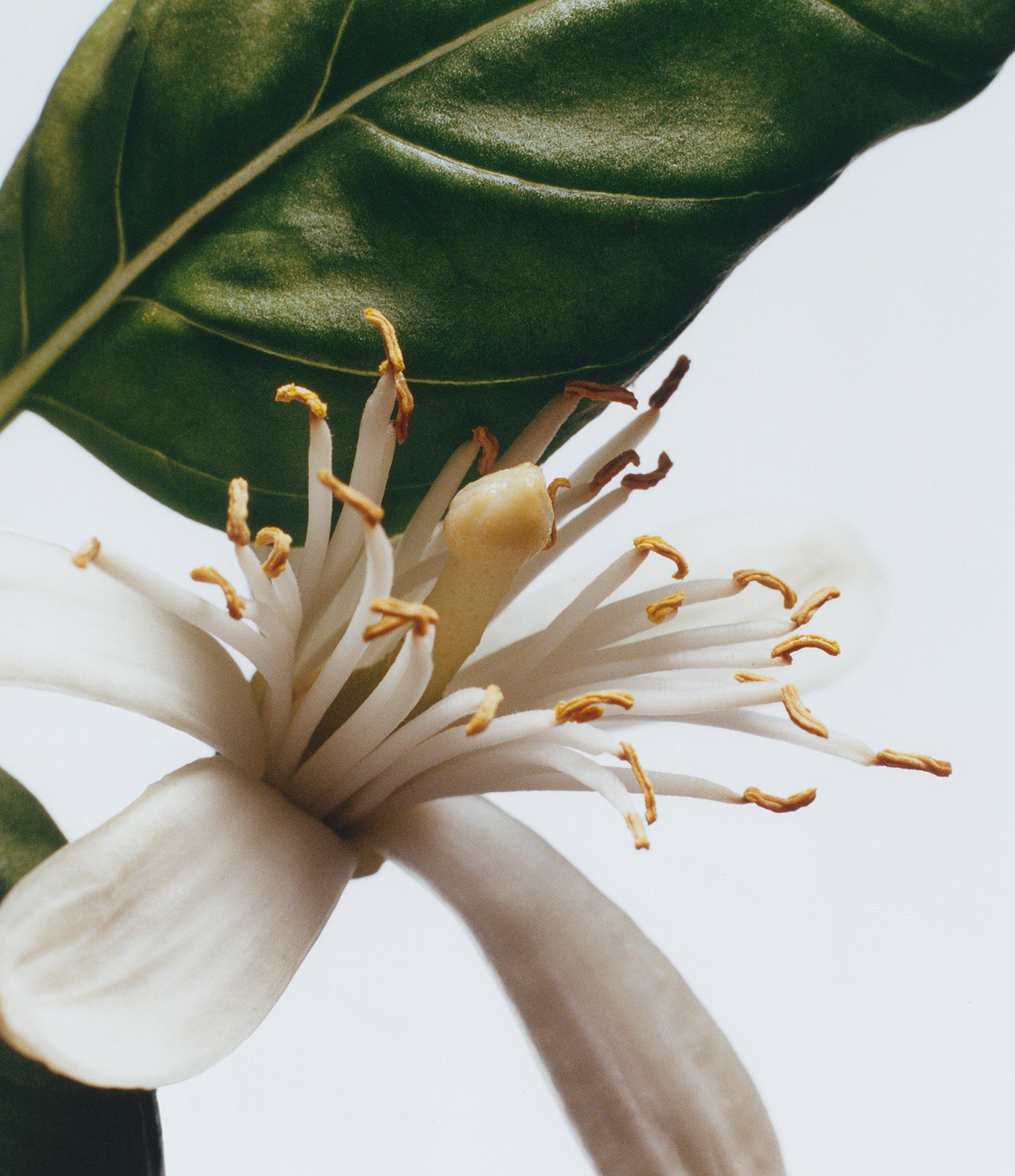 Jo Malone London Basil & Neroli Cologne, 3.4-oz.