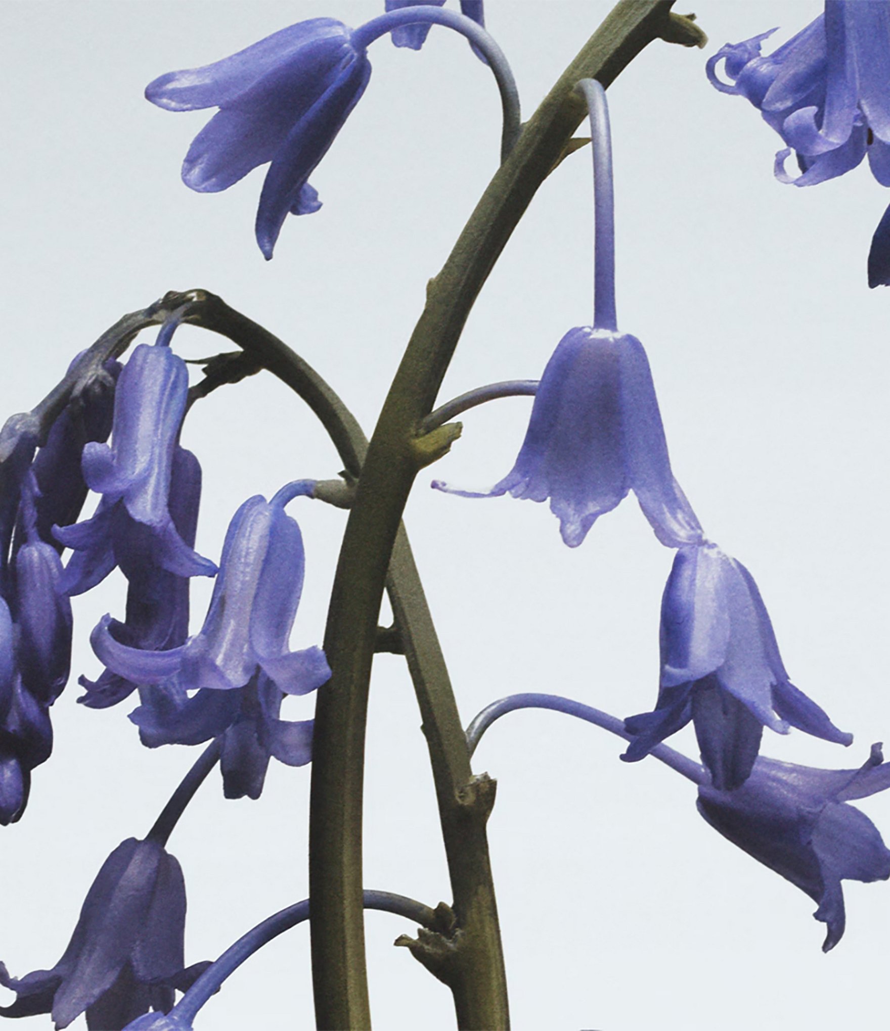 Jo Malone London Wild Bluebell Cologne, 1-oz.