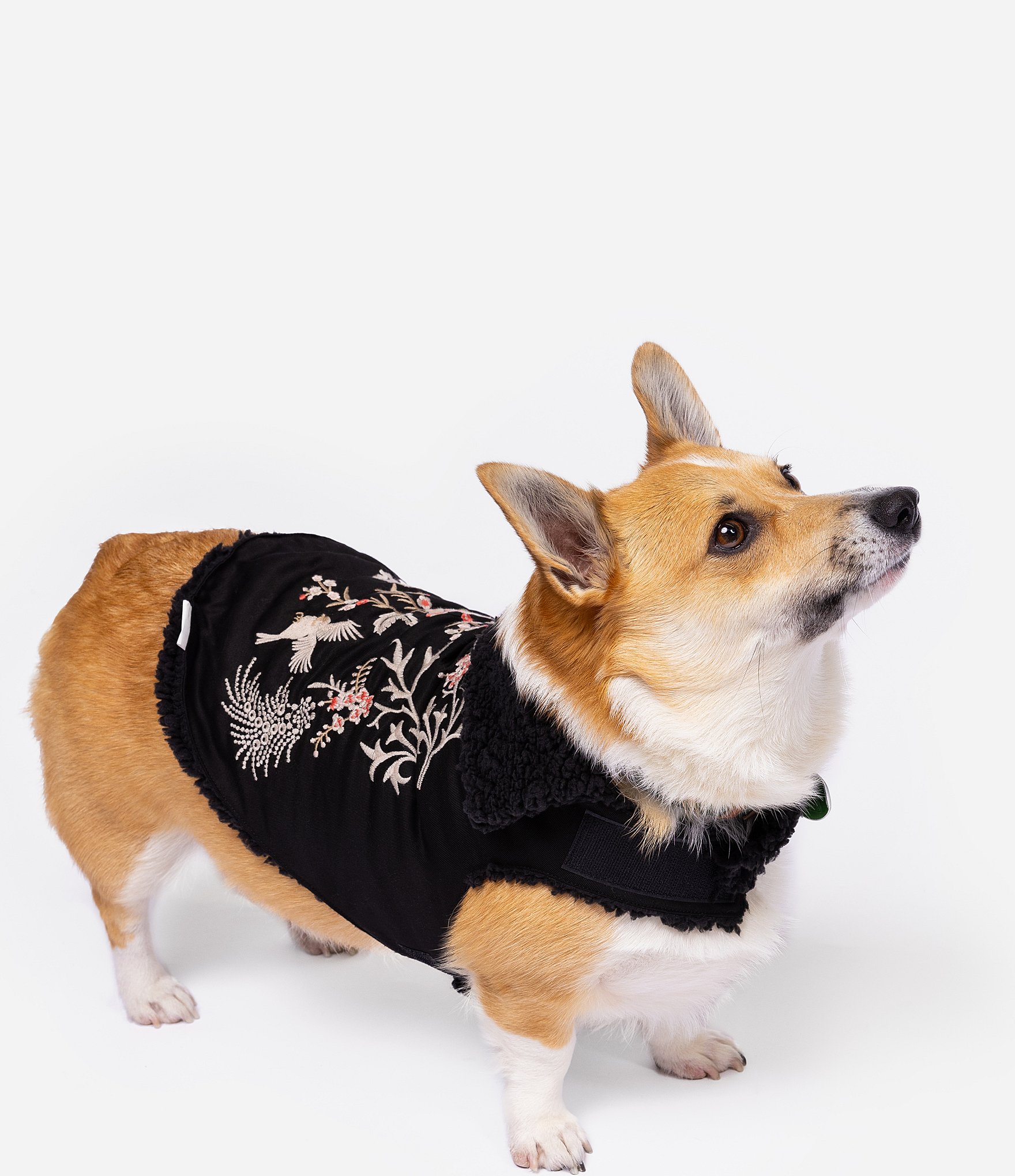 JOHNNY WAS Valentina Embroidered Denim Pet Jacket | Dillard's