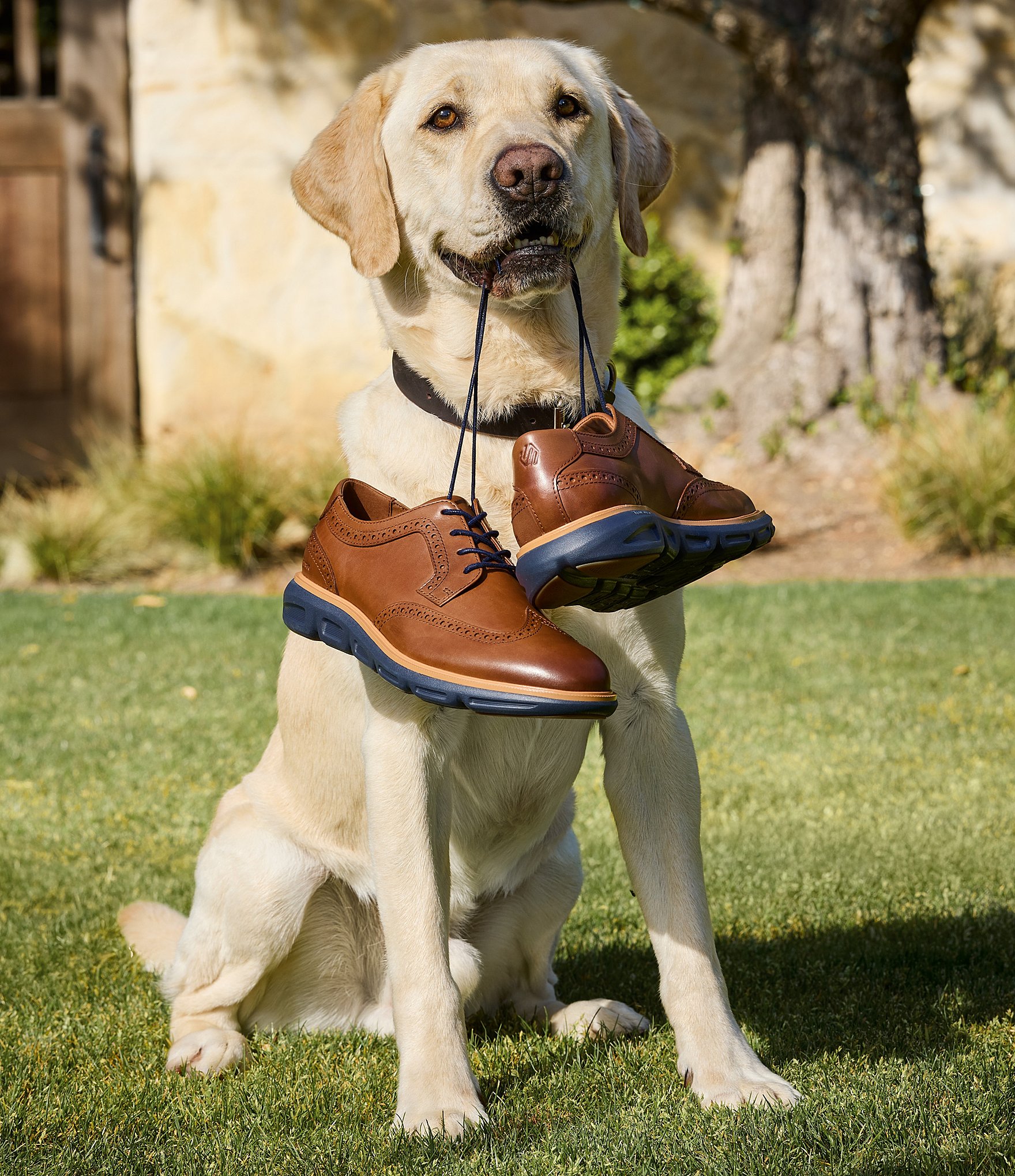 Johnston & Murphy Men's Larkin Leather Brogue Detail Wingtip Oxfords