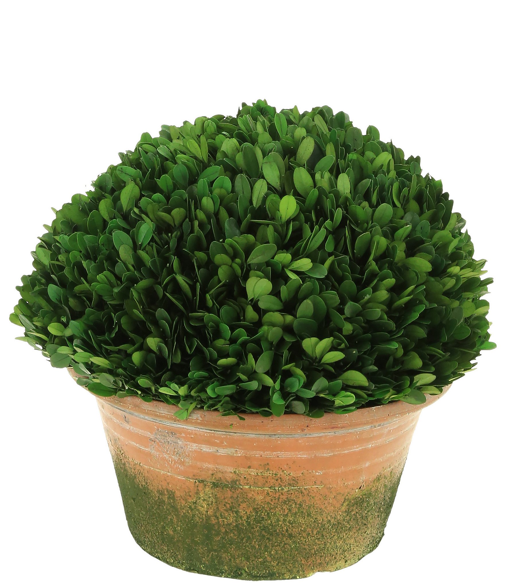 Mark Roberts Boxwood Topiary 12" Dillard's