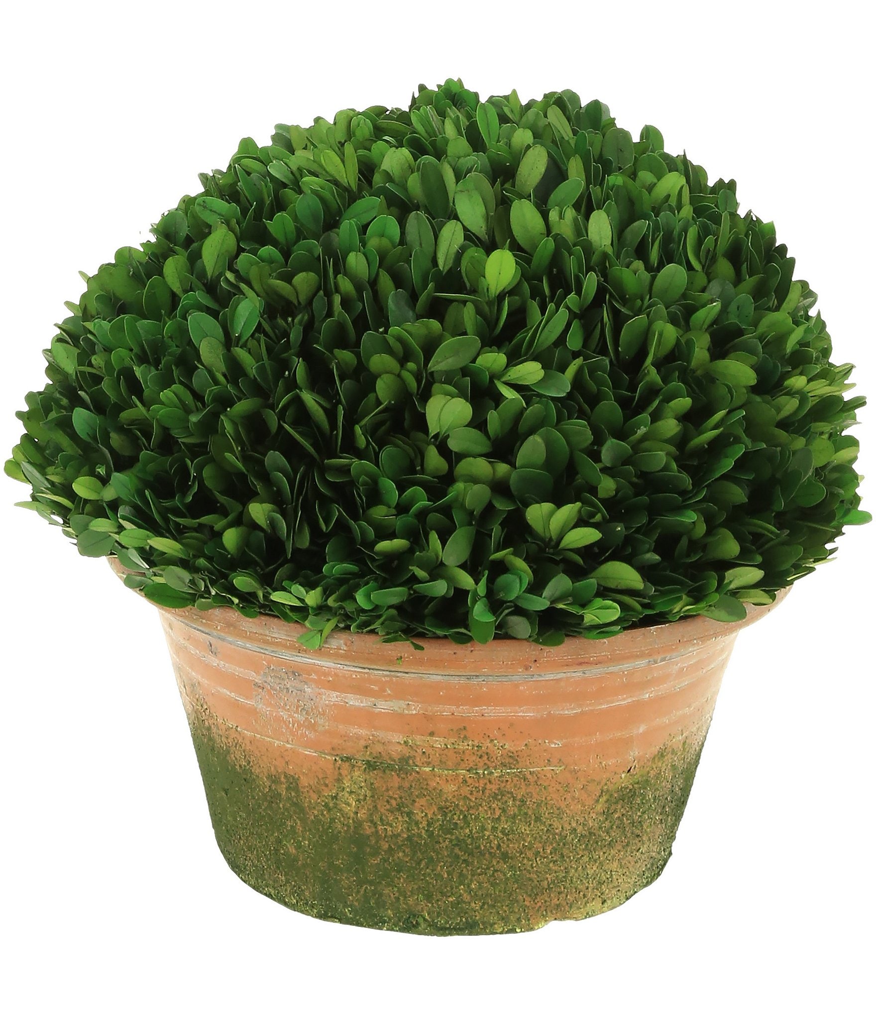 Mark Roberts Boxwood Topiary- 12#double;