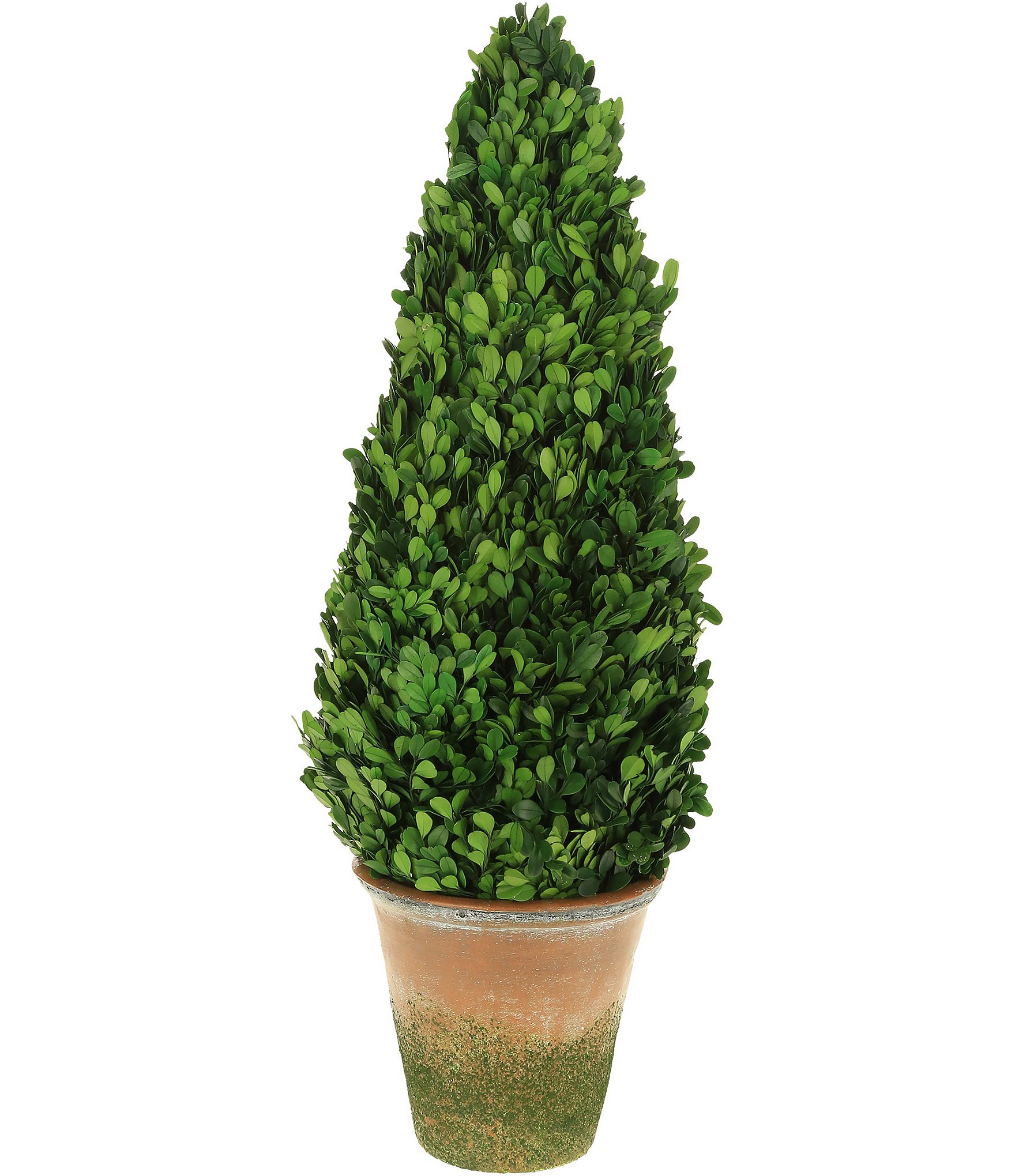 Mark Roberts Boxwood Topiary Cone | Dillard's