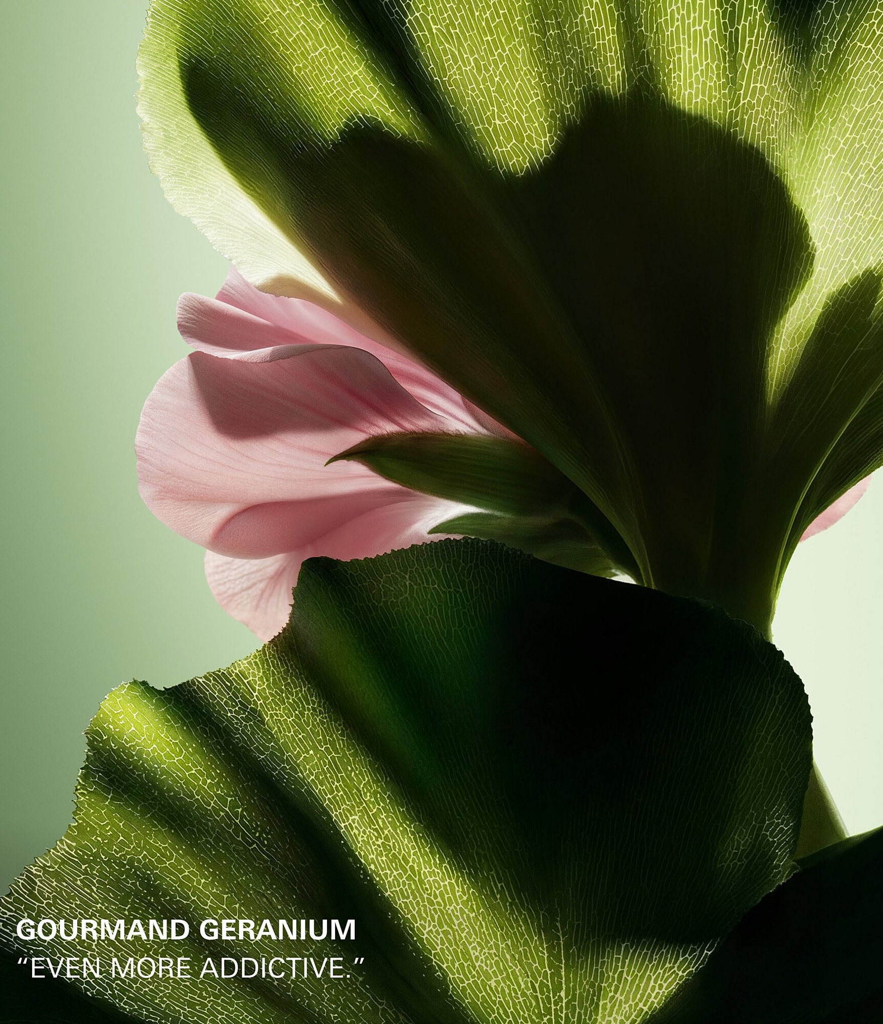Prada Paradigme Le Parfum
