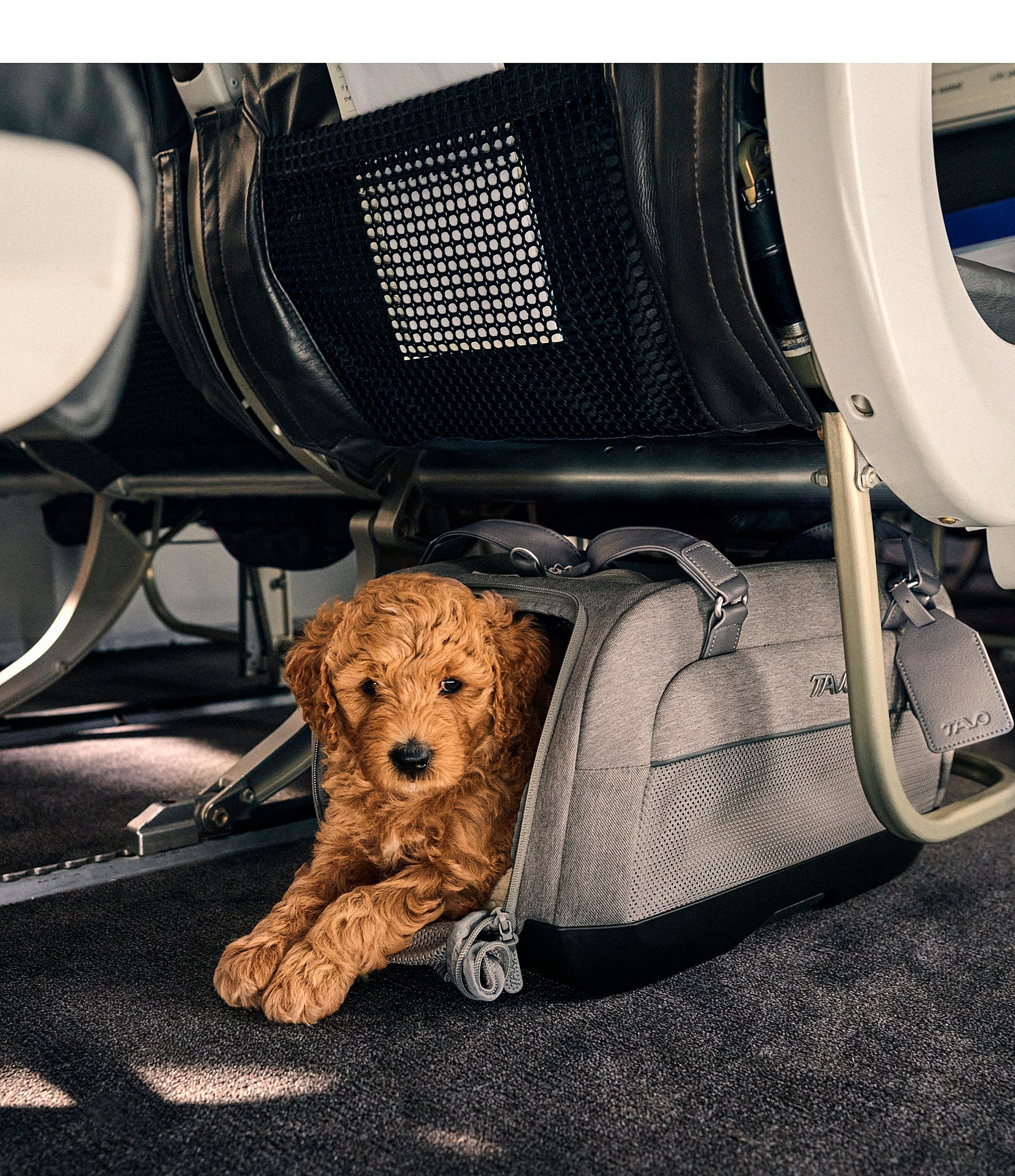 Tavo Pet Dupree™ II Car Seat + Roscoe™ Stoller Travel System Bundle